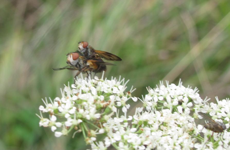 Ectophasia crassipennis? in accoppiamento